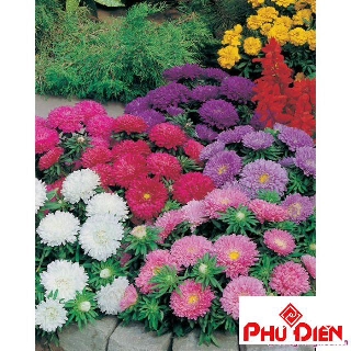 Gói 100 hạt giống hoa cúc magic  PHÚ ĐIỀN