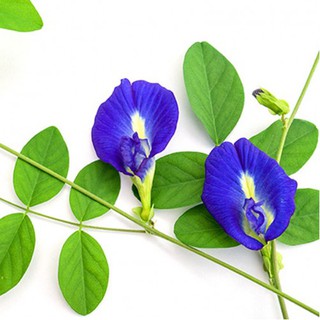 Hạt giống hoa Đậu Biếc