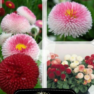 Hạt giống cuc belin