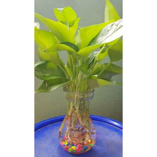 Trầu Bà Thái Thủy Sinh