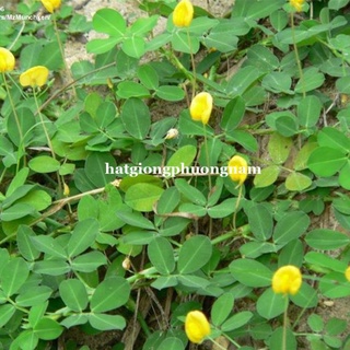 100 gram - hạt giống cỏ lạc đậu phộng