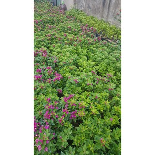 cây bông giấy mỹ mini