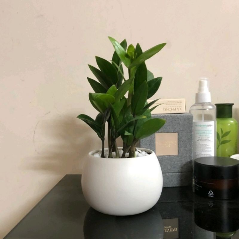 Cây kim tiền hợp mệnh gì? Ý nghĩa cây kim tiền trong phong thủy 2