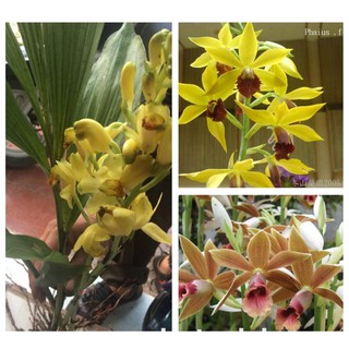 COMBO 3 củ lan giống hạc đỉnh vàng tây bắc