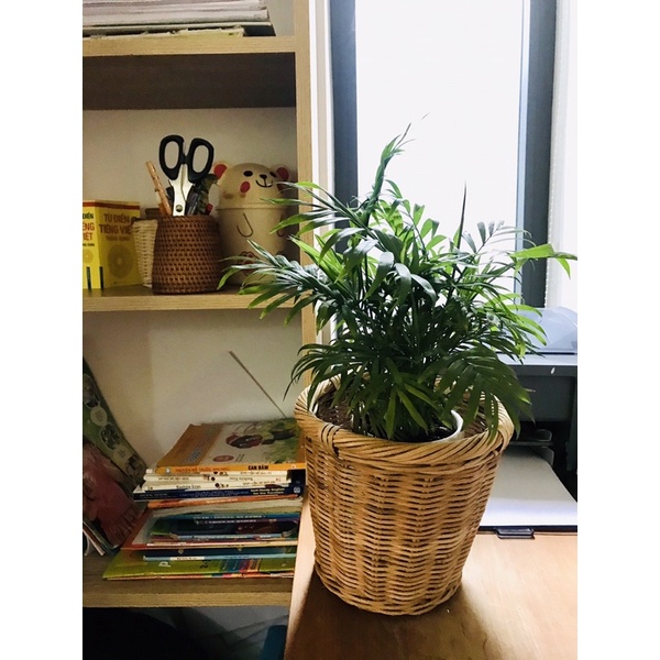 Giỏ mây sọt mây để chậu cây, Decor hoa trang trí, để hành tỏi, bánh kẹo đan thủ công