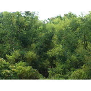 Cây giống hoa hoè nếp cao sản