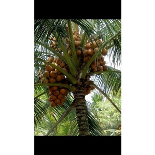 Cây 🌲 Dừa xiêm lùn Dâu