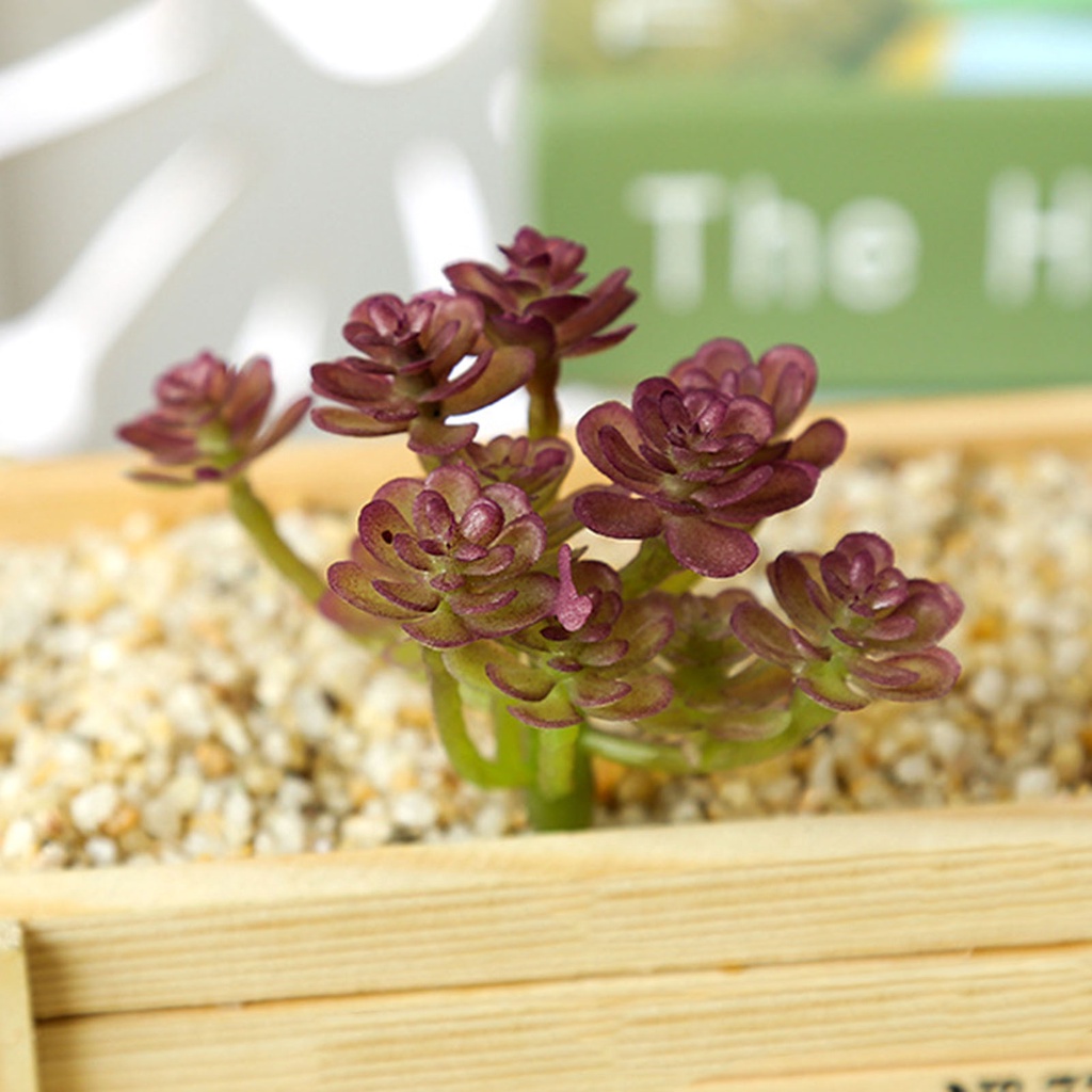 1 Cây Mọng Nước Không Phai Bằng Nhựa Trang Trí Tiệc