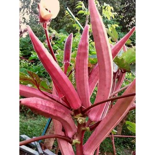 Hạt Giống Đậu Bắp Đỏ Thái Lan 20 hạt
