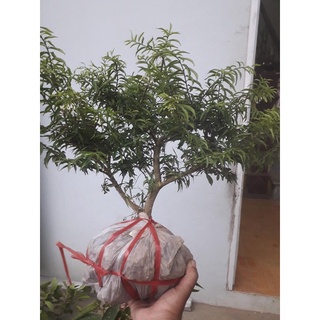 CÂY MAI CHIẾU THUỶ BONSAI MINI