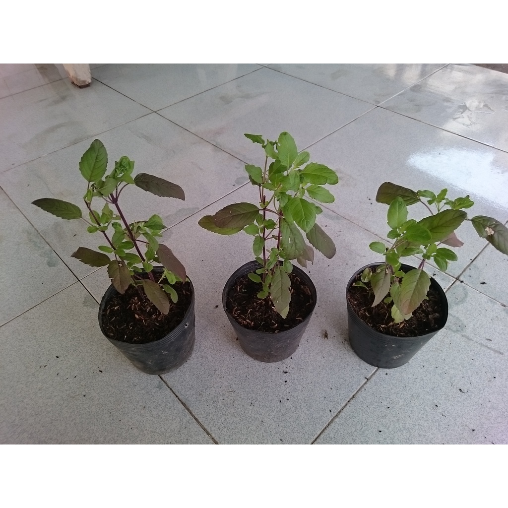 Cây Hương Nhu - cây cảnh trong nhà
