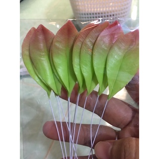 lá hoa mai(lá non) 10 lá/ bịch