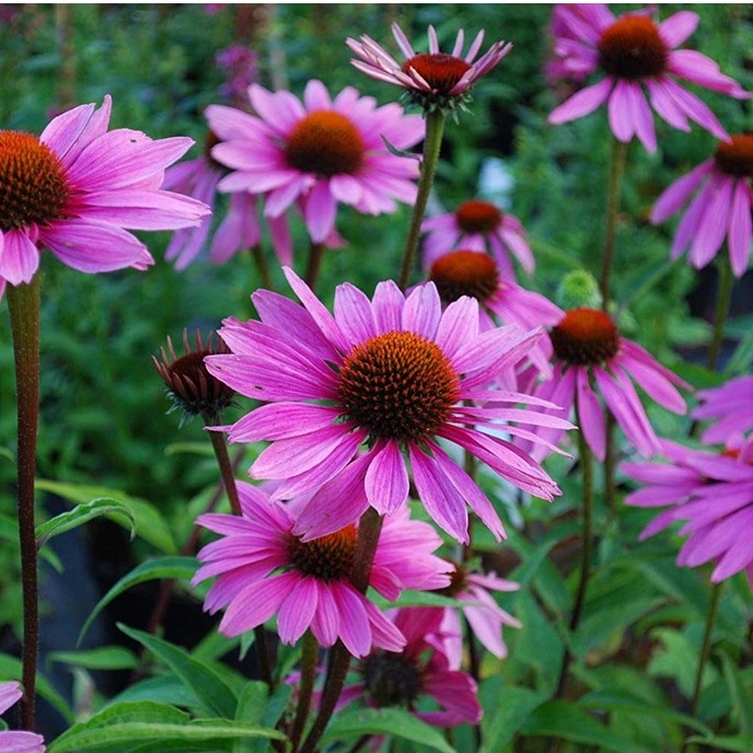 Hạt giống hoa cúc tím echina rất dễ trồng (tặng kèm phân, gói 200 hạt)