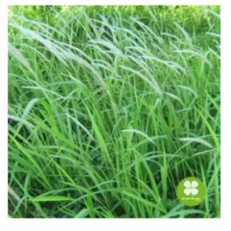 Bạch Mao Căn (rễ cỏ tranh) khô 1kg - FRV164