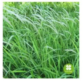 Bạch Mao Căn (rễ cỏ tranh) khô 1kg - NDX164