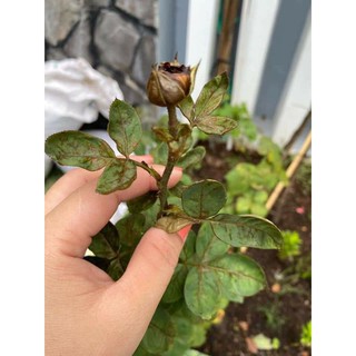 DR GREEN THUỐC TRỊ TRĨ RỆP SINH HỌC