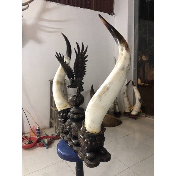 💵 Tỳ Hưu ngậm sừng bò châu phi