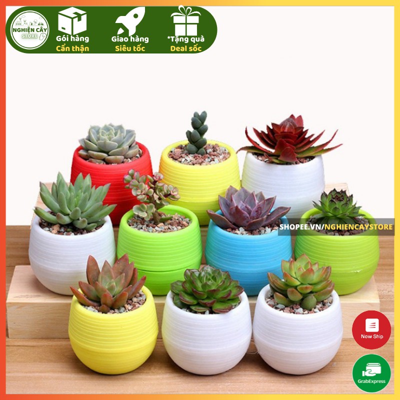 Chậu nhựa mini nhiều màu tự tưới, trồng sen đá, sương rồng, cây mini để bàn