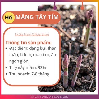 Hạt giống măng tây tím - Tập làm vườn cùng Tạ Gia Trang