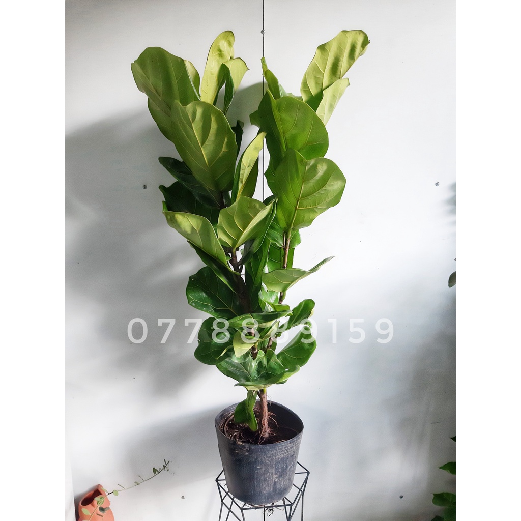 Cây bàng Sing 2 nhánh 1m