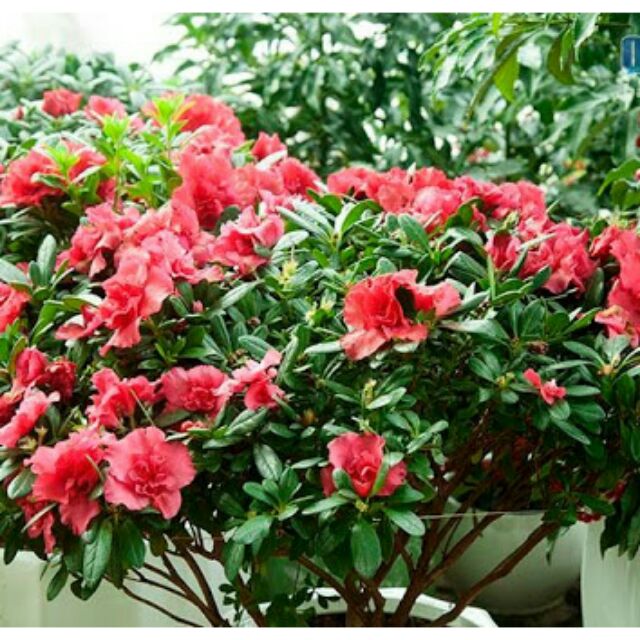 Combo 3 cây hoa đỗ quyên làm giống