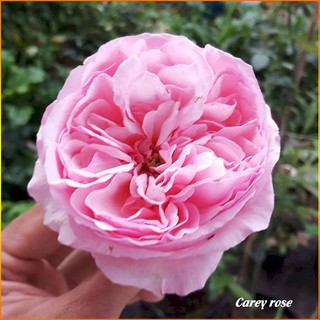 Chậu cây hoa hồng ngoại CAREY - Minakun Shop