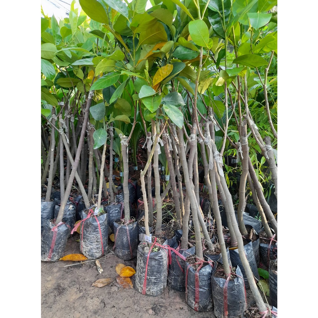 Mít Ruột Đỏ Lá Bầu(Cây ghép cao 60cm)+Tặng kèm phân trùn quế(ảnh tại vườn)