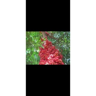 Cây bòn bon đỏ .. 8 tháng cho trái