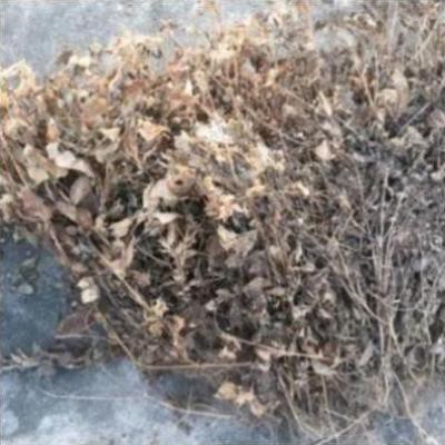 1kg cây cứt lợn khô  chữa viêm xoang