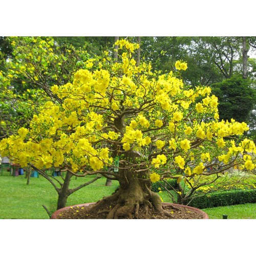 phân bón kích thích ra hoa KN npk 6-30-30 + te 100g