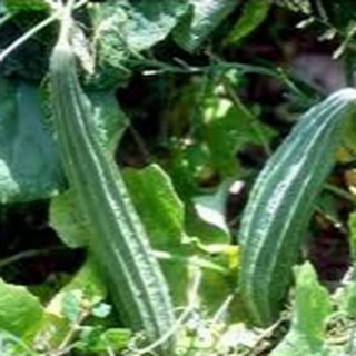 10 HẠT GIỐNG MƯỚP KHÍA