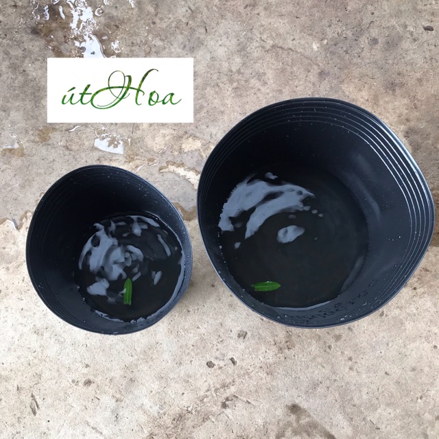 [Loại dày Chậu nhựa đen C9 bít lỗ trồng sen, nuôi cá, form cá betta
