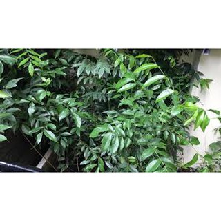combo 2 cây móc mật cao trên 50cm