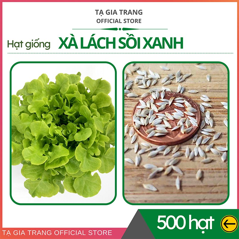 Hạt giống rau xà lách Oakleaf lá sồi xanh