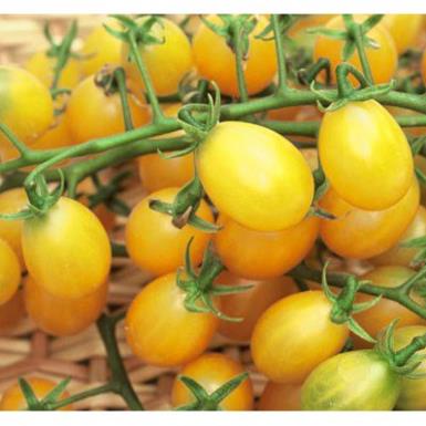 Hạt Giống Cà Chua Bi Vàng  -Ngon, Giàu Vitamin, Năng Suất Cao - MUA 3 TẶNG 1 CÙNG LOẠI KHUYẾN MẠI TRONG 1 NGÀY