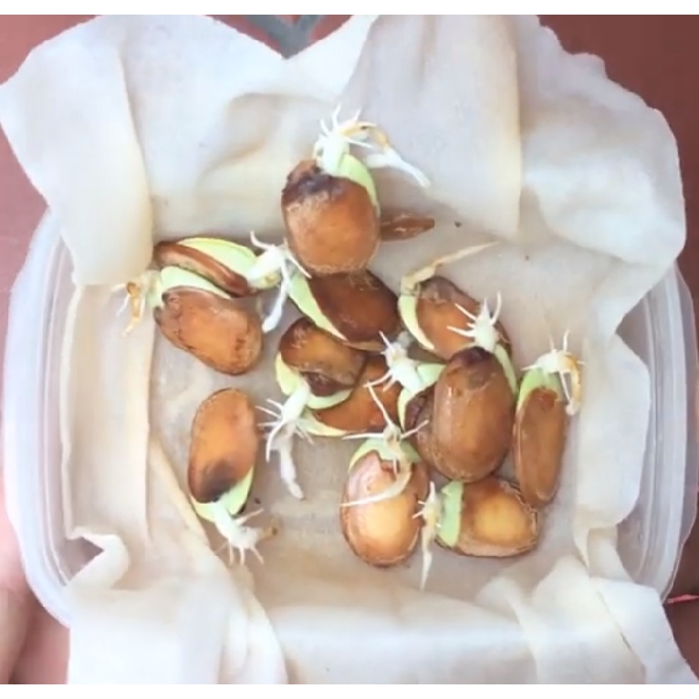 100 gram hạt giống ban tây bắc