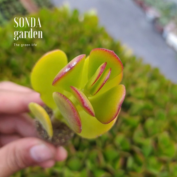 Sen đá thạch bích SONDA GARDEN size mini 2.5-4cm, xuất xứ Đà Lạt, khoẻ đẹp, lỗi 1 đổi 1