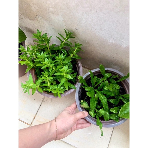 Cây giống rau ngò ôm