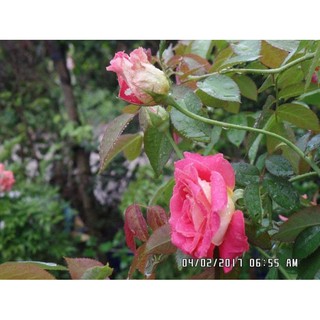 Cây hoa hồng 2 da Sa Đéc + Tặng (0,3kg) phân hữu cơ cao cấp