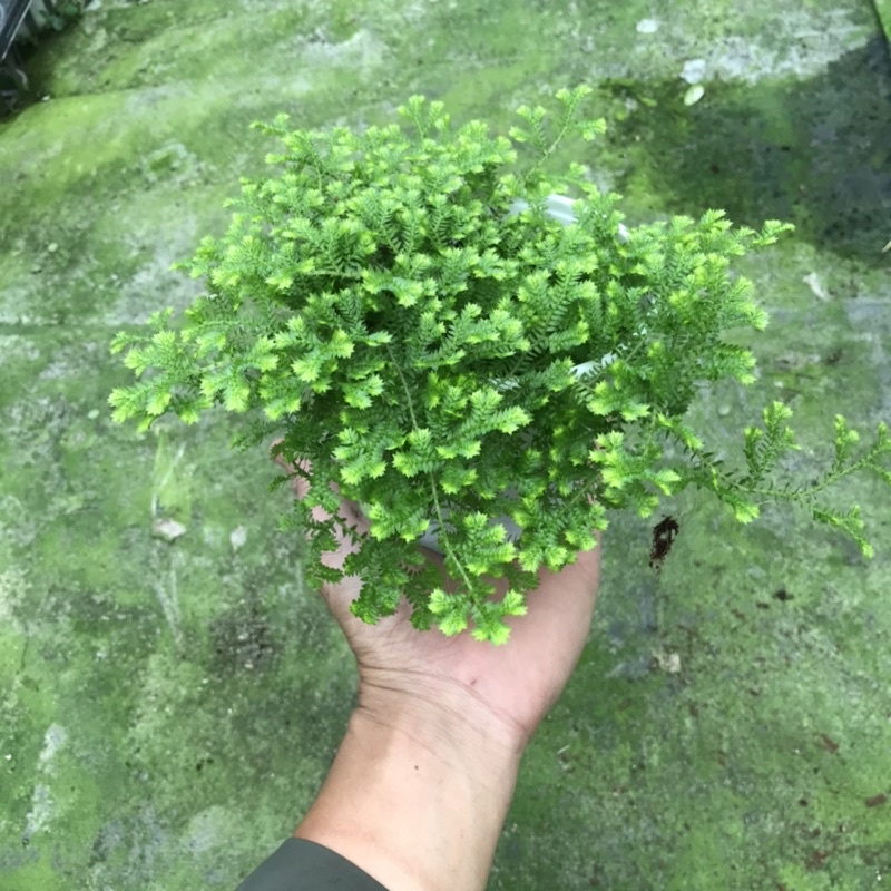 Chậu rêu san hô