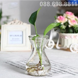 Lọ thuỷ tinh trồng hoa tiên ông, cắm hoa... Lọ thuỷ tinh miệng loe, cổ thắt
