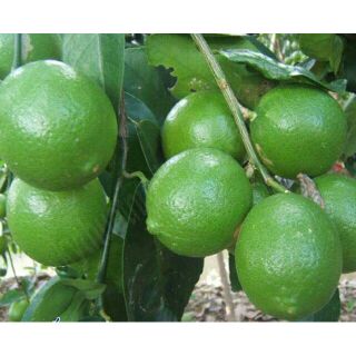 Cây giống chanh tứ quý quả chùm