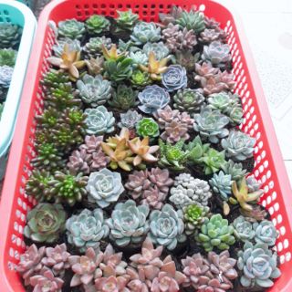 Sen đá size 5-6cm 50 cây đủ loại