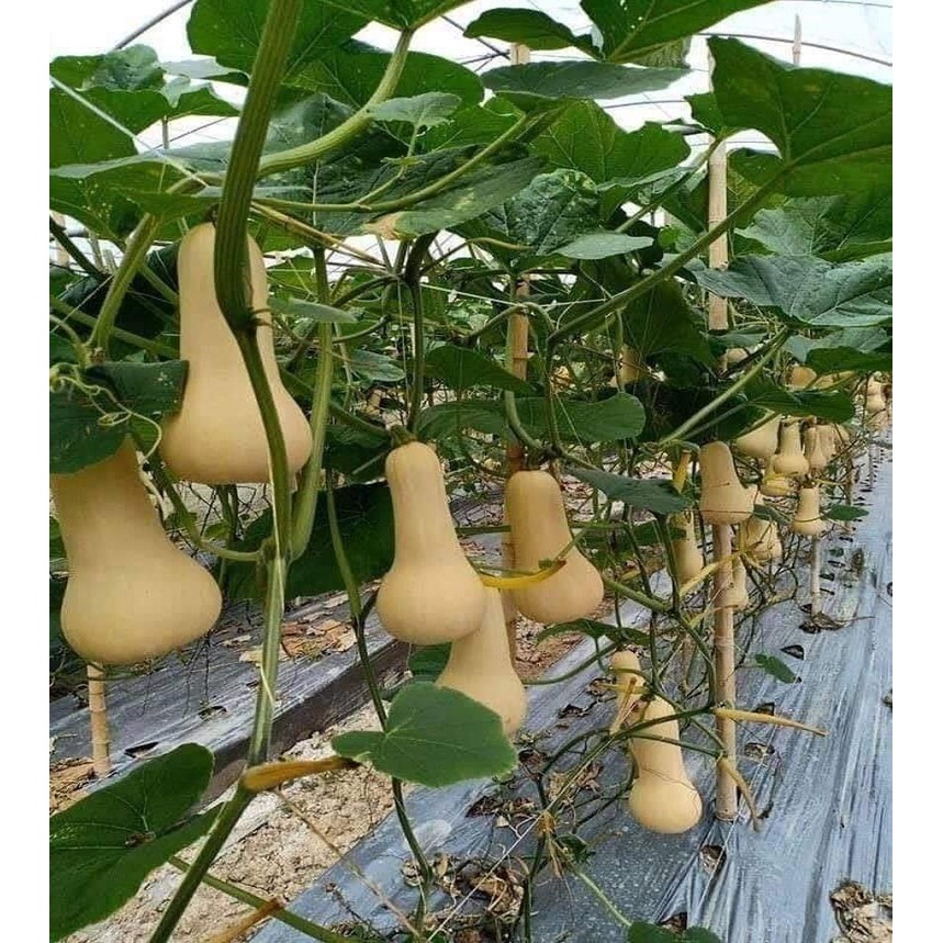 HẠT GIỐNG BÍ BƠ GÓI 50 HẠT - CÓ NHIỀU DINH DƯỠNG