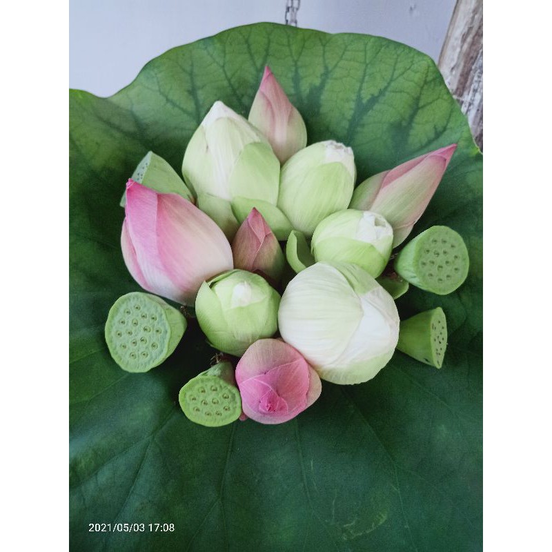 10 hạt giống sen bạch tuyết