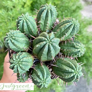 Xương rồng euphorbia aggregata size 10cm, Chậu xương rồng euphorbia gai tím, Cây xương rồng euphorbia gai tím size lớn