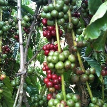 cafe nguyên hạt robusta  rang xay 500g