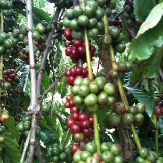 Cafe nguyên hạt robusta rang xay 500g