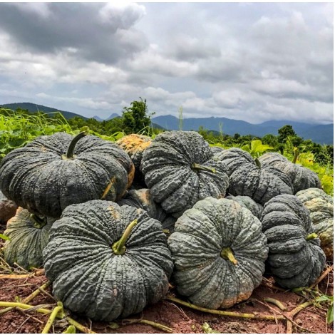 HẠT BÍ ĐỎ DA CÓC F1 - GÓI 2 GRAM