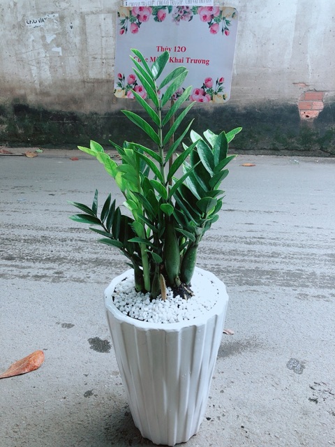 Chậu Cây Kim Phát Tài  Kèm Bảng Khai Trương